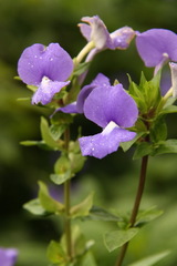 Achetaria azurea