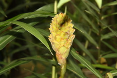 Zingiber gramineum