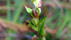 Pterostylis sanguinea