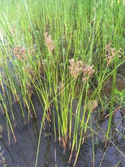 Juncus militaris