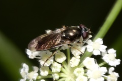 Eucartosyrphus