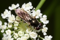 Eucartosyrphus