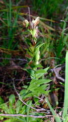 Pterostylis sanguinea