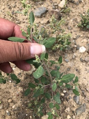 Chenopodium atrovirens