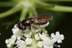Eucartosyrphus