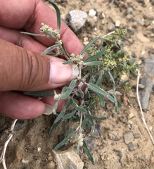 Chenopodium desiccatum
