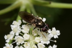 Eucartosyrphus