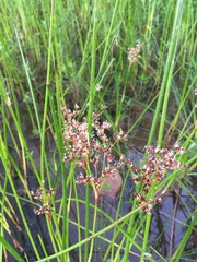Juncus militaris