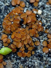 Anthracobia muelleri