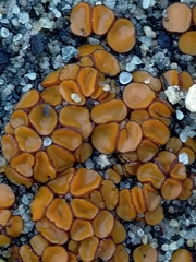 Anthracobia muelleri