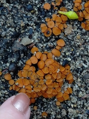 Anthracobia muelleri