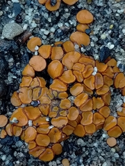 Anthracobia muelleri