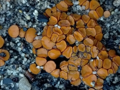 Anthracobia muelleri