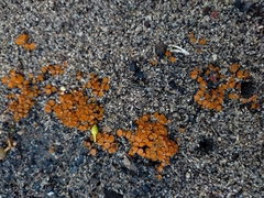 Anthracobia muelleri