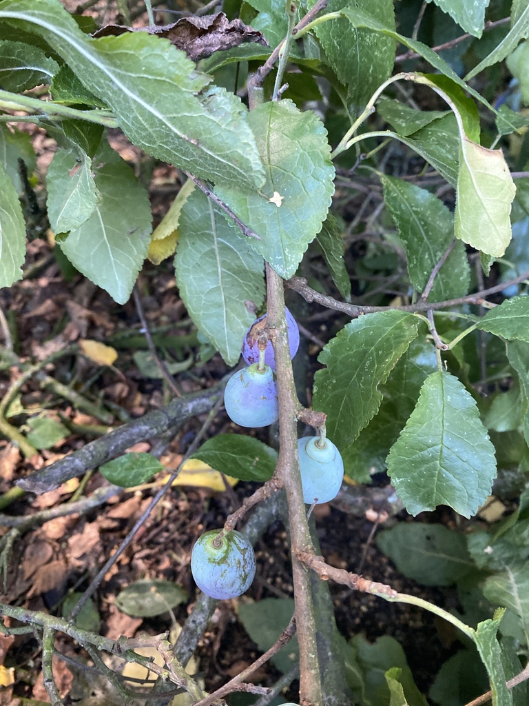 plums, cherries, and allies from Pex Hill, Widnes, England, GB on ...