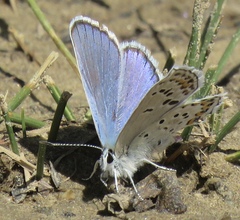 Plebejus fridayi