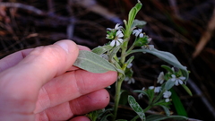 Scaevola canescens