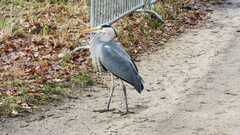 Ardea cinerea