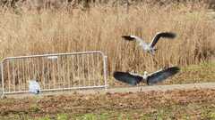 Ardea cinerea