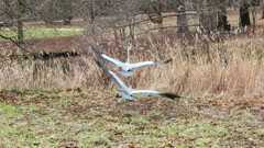 Ardea cinerea