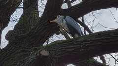 Ardea cinerea