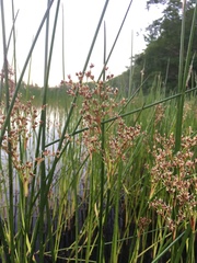 Juncus militaris