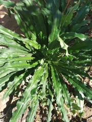 Echium vulgare