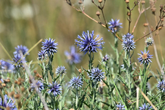 Echinops microcephalus