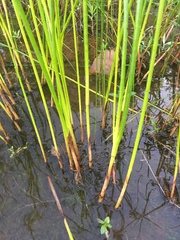 Juncus militaris
