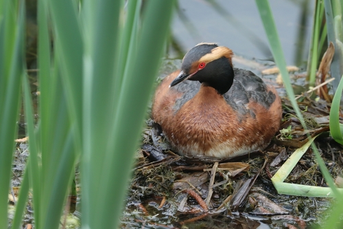 Horned Grebe, photo 4 of 10