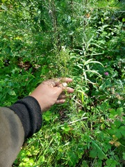 Artemisia desertorum