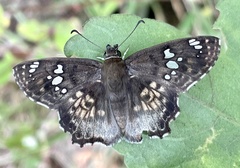Caprona ransonnettii