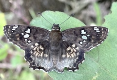 Caprona ransonnettii