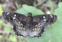 Caprona ransonnettii