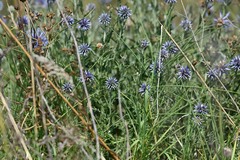 Echinops microcephalus