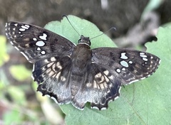 Caprona ransonnettii
