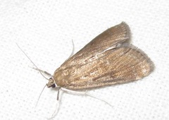 Parapoynx stratiotata