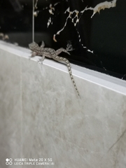 Gekkonidae