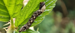 Thyatira batis