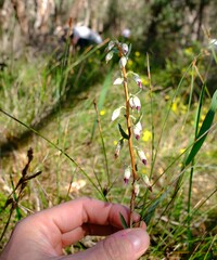 Conostephium pendulum