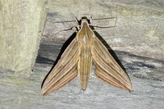 Xylophanes aristor