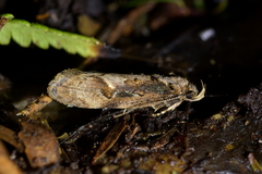 Atomotricha isogama