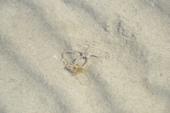 Acrocnida spatulispina