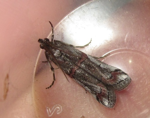 Pempelia palumbella