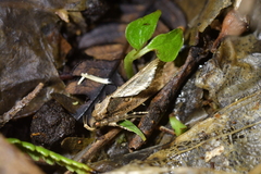 Atomotricha isogama