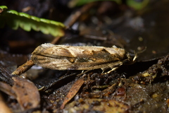 Atomotricha isogama