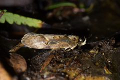 Atomotricha isogama