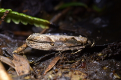 Atomotricha isogama
