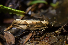 Atomotricha isogama