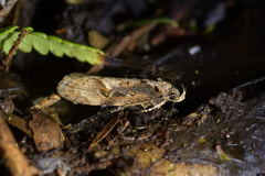 Atomotricha isogama